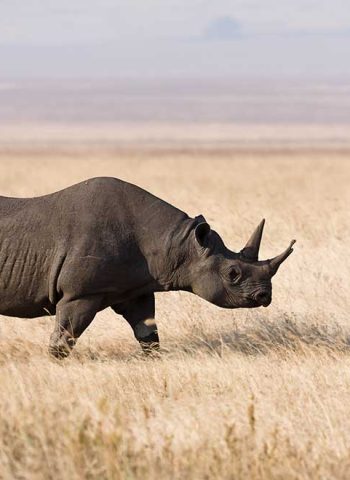 Ngorongoro_rhino