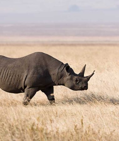 Ngorongoro_rhino