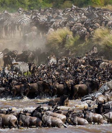 great migration 1