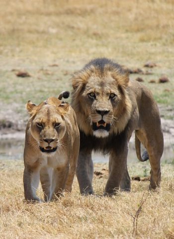 lion (3)