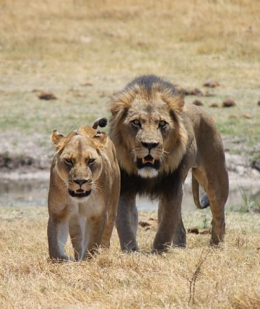 lion (3)