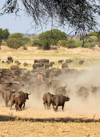 ruaha (2)