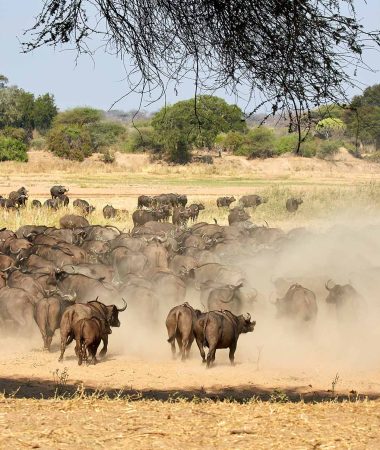 ruaha (2)