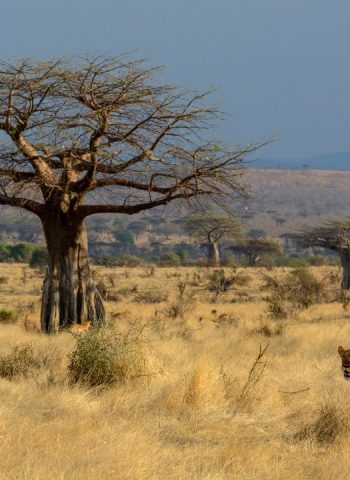 ruaha