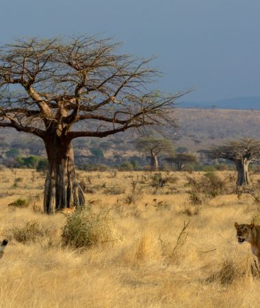 ruaha