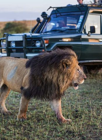 safari vehicle 5