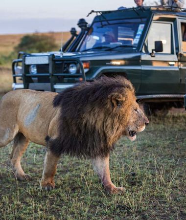 safari vehicle 5