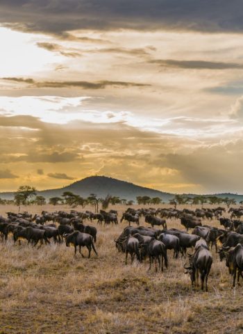 serengeti (6)
