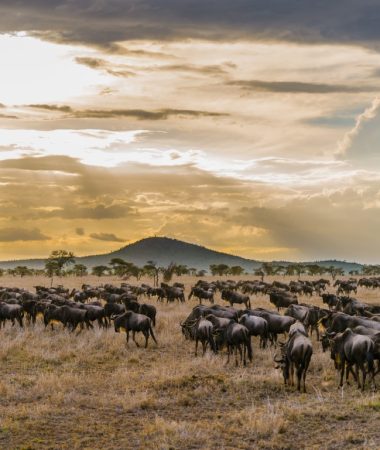 serengeti (6)