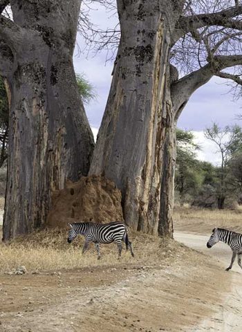 tarangire 3a