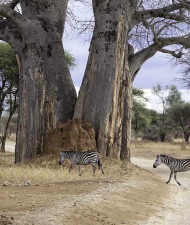 tarangire 3a